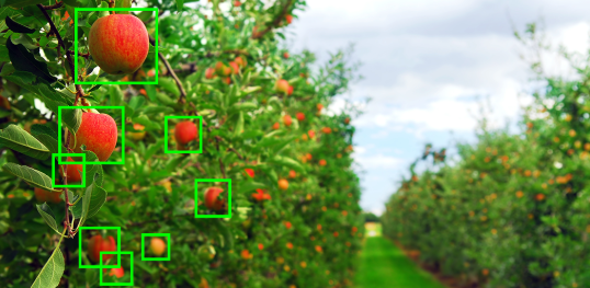 Hydroponic Lettuce Computer Vision